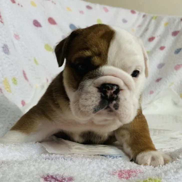 ID：2305-03087の子犬