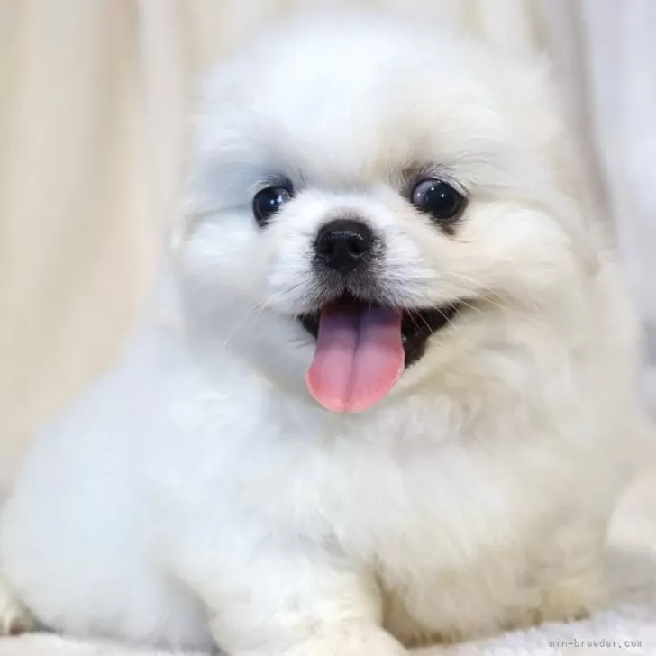 ID：2407-06367の子犬