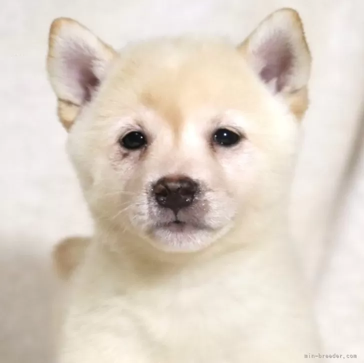 ID:2409-08246の子犬