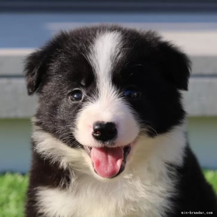 ID：2406-01870の子犬