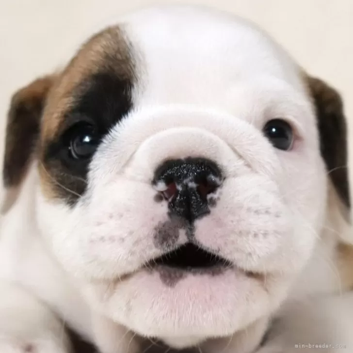 ID：2406-00051の子犬