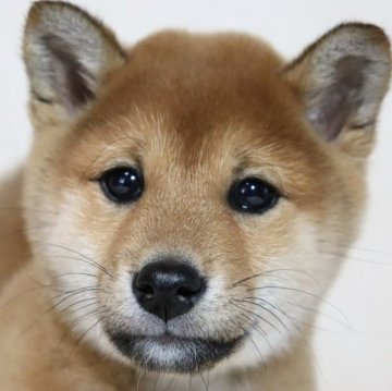 柴犬(標準サイズ)【滋賀県・女の子・2024年1月21日・赤】の写真「可愛いお顔♪🌸」