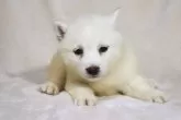 柴犬(標準サイズ)【滋賀県・女の子・2024年8月12日・白】の写真3