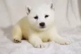 柴犬(標準サイズ)【滋賀県・女の子・2024年8月12日・白】の写真5