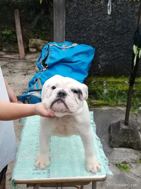 ID：1901-00598の子犬