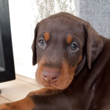 ドーベルマン【山梨県・女の子・2025年8月26日・チョコレートタン】の写真「澄んだ瞳で見つめてきます」