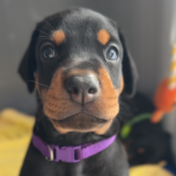 ドーベルマン【山梨県・男の子・2025年8月26日・ブラックタン】の写真「マイペースで落ち着いた性格の男の子」