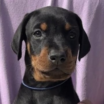 ドーベルマン【山梨県・男の子・2024年9月18日・ブラック&タン】の写真「パパ似のイケメンくん 甘えん坊です」