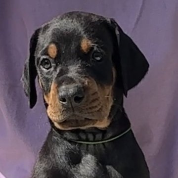 ドーベルマン【山梨県・男の子・2024年9月18日・ブラック&タン】の写真「兄弟いちのキリリとした顔立ち、控えめで優しい子」