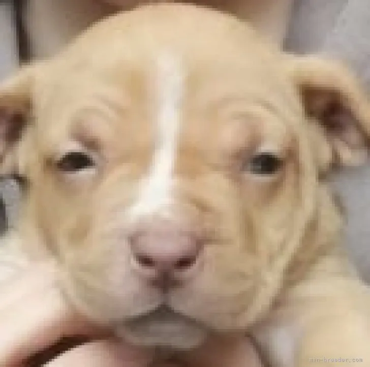 ID：2304-02975の子犬