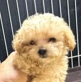 ティーカッププードル