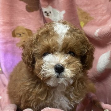 トイプードル(トイ)【熊本県・女の子・2023年9月25日・レッド】の写真「レッド＆ホワイトのパーティーカラーです。毛量も多し」