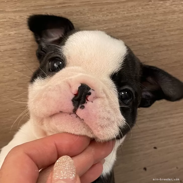 M.H 様のお迎えした子犬