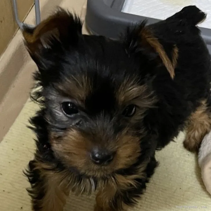T.K 様のお迎えした子犬