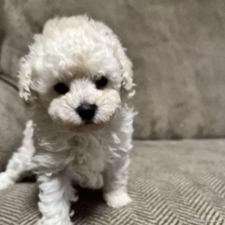 ID：2411-03050の子犬