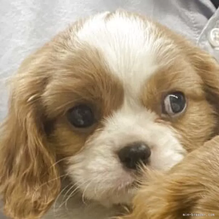 fan 様のお迎えした子犬