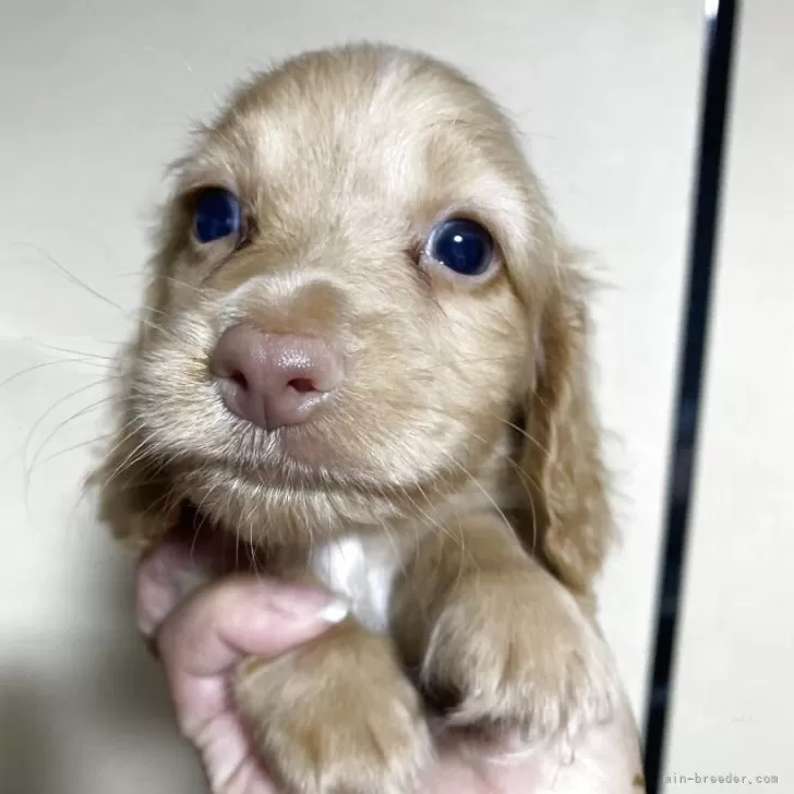 ID：2506-07260の子犬