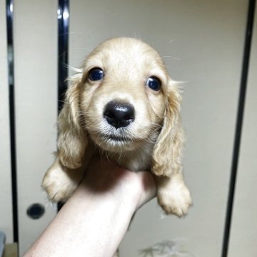 ミニチュアダックスフンド(ロング)【滋賀県・男の子・2025年5月13日・ゴールド】の写真「お茶目なダックスちゃん」