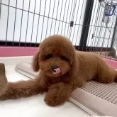 タイニープードル