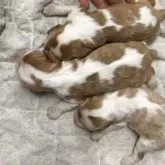 キャバリア【滋賀県・男の子・2025年4月7日・ブレンハイム】の写真3