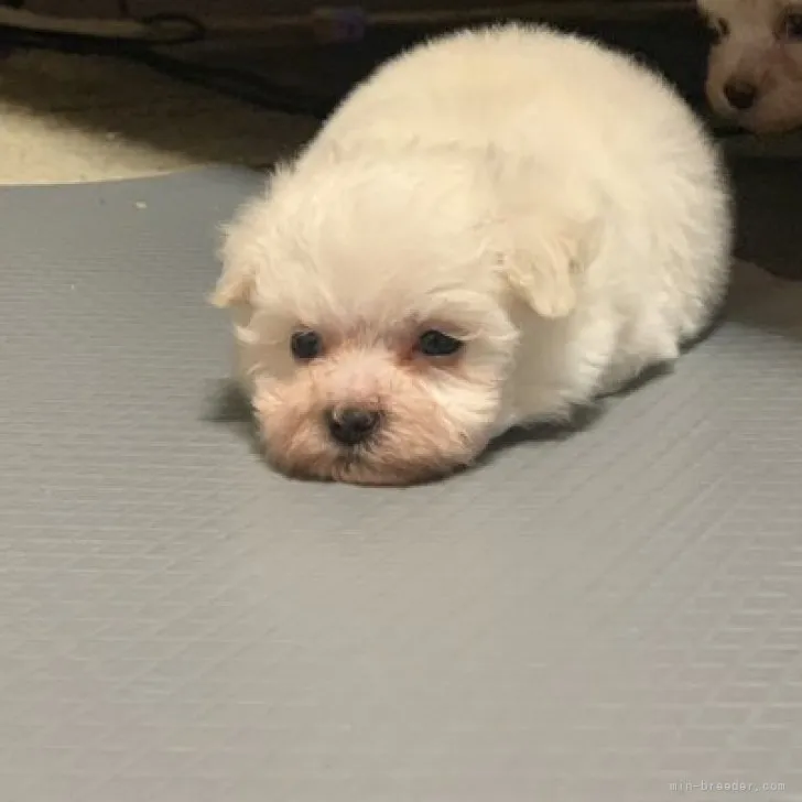 ID：2309-06779の子犬