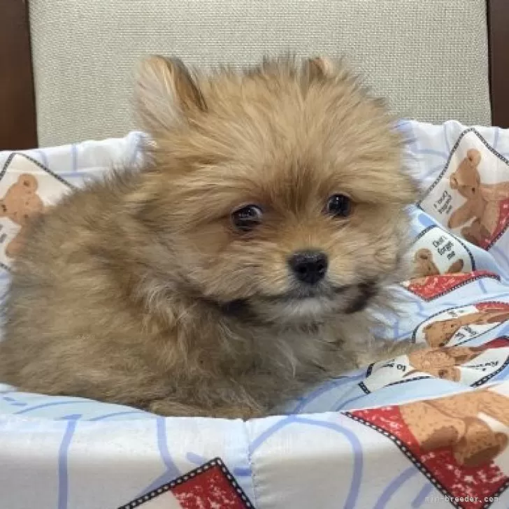 ID：2405-01384の子犬