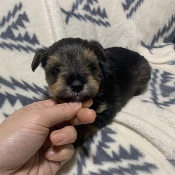 ミニチュアシュナウザー✖️ヨークシャテリア【滋賀県・男の子・2022年10月5日・ダークシルバータン】の写真「おとなしい子です」