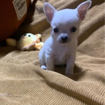 チワワ(スムース)【滋賀県・男の子・2022年10月25日・ホワイト】の写真「ちっさなたまごちゃん」