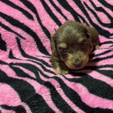 カニンヘンダックスフンド(ロング)【滋賀県・女の子・2022年10月10日・チョコタン】の写真「珍しいお色のダックスちゃん」