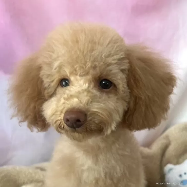 藤岡 様のお迎えした子犬