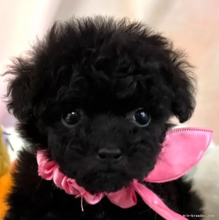 ID:2502-01670の子犬