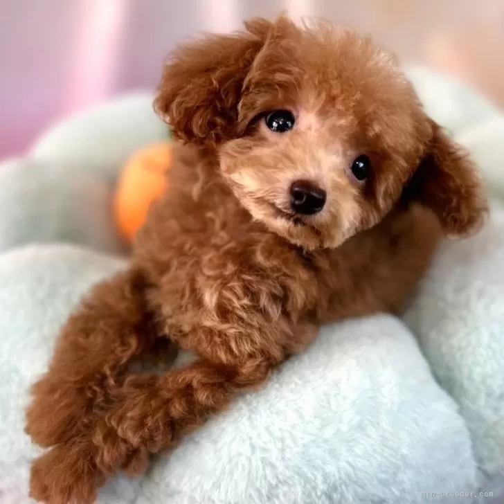 ID:2412-05965の子犬