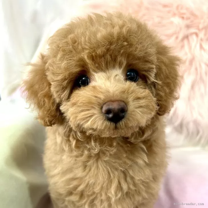 M.T 様のお迎えした子犬