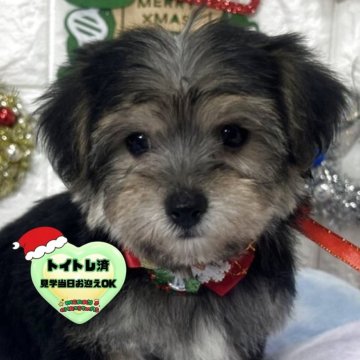 ミックス(ビションフリーゼ×ヨークシャーテリア)【茨城県・女の子・2025年9月19日・ブラック&タン】の写真「ビションヨーキーの可愛い女の子です🧸⭐️💐」