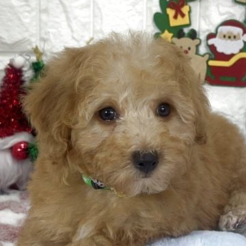 ビションプー(ビションフリーゼ×トイプードル)【茨城県・男の子・2025年9月22日・アプリコット】の写真「イケメンビションプーの男の子🧸🩵💙」