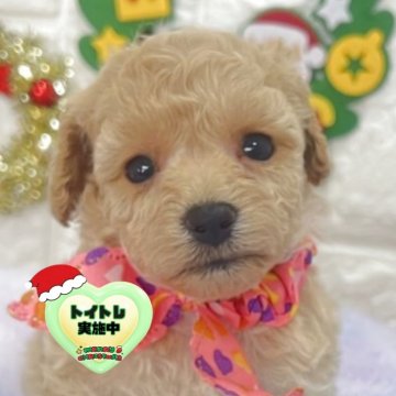 ビションプー(ビションフリーゼ×トイプードル)【茨城県・女の子・2025年10月18日・ミルクティー】の写真「小さめサイズ予想のビションプーの女の子🧸🩷」