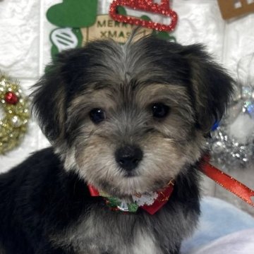 ミックス(ビションフリーゼ×ヨークシャーテリア)【茨城県・女の子・2025年9月19日・ブラック&タン】の写真「ビションヨーキーの可愛い女の子です🧸⭐️🌟」