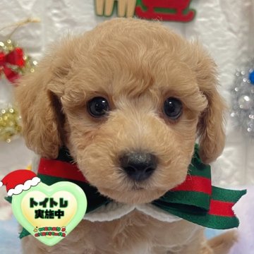 ビションプー(ビションフリーゼ×トイプードル)【茨城県・男の子・2025年10月18日・ミルクティー】の写真「クリスマス特別価格🧸🎄ミニビションプー君🩵」