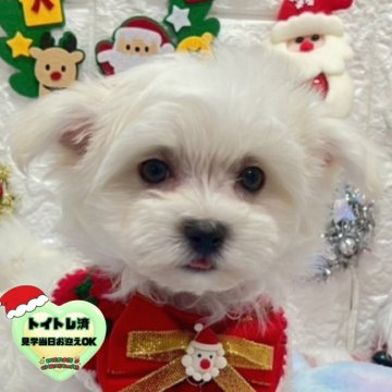 マルチーズ【茨城県・男の子・2025年10月17日・ホワイト】の写真「クリスマス特別価格🎄レモンタンあり🍋🧸」