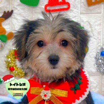 ミックス(ビションフリーゼ×ヨークシャーテリア)【茨城県・女の子・2025年9月19日・ブラック&タン】の写真「クリスマス特別価格🧸🎄美人ちゃんです🐣🩷」
