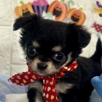 チワワ(ロング)【茨城県・男の子・2025年9月18日・ブラック&タン】の写真「おめめきゅるきゅるなブラック＆タンの男の子です🧸」