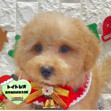 ビションプー(ビションフリーゼ×トイプードル)【茨城県・男の子・2025年9月22日・アプリコット】の写真「クリスマス特別価格🧸🎄イケメンビションプー君」