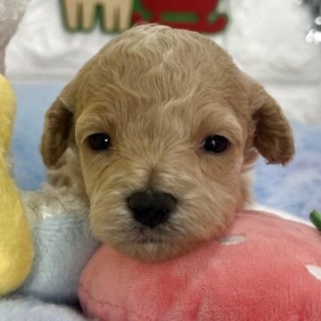 ビションプー(ビションフリーゼ×トイプードル)【茨城県・女の子・2025年10月18日・アプリコット】の写真「小さめサイズ予想のビションプーの女の子🧸🩷」