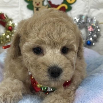 ビションプー(ビションフリーゼ×トイプードル)【茨城県・女の子・2025年10月11日・アプリコット】の写真「1人っこむっちりビションプーガール🧸🩷🩷」