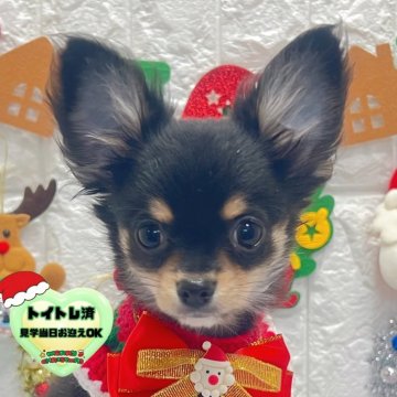 チワワ(ロング)【茨城県・男の子・2025年9月18日・ブラック&タン】の写真「クリスマス特別価格🧸🎄急にお耳たちました🐣」