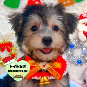 ミックス(ビションフリーゼ×ヨークシャーテリア)【茨城県・男の子・2025年9月19日・ブラック&タン】の写真「クリスマス特別価格🧸🎄イケメン君です🐣🩵」