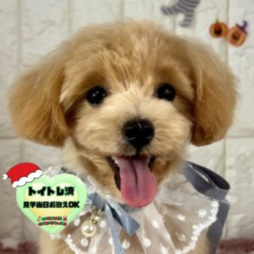 マルプー(マルチーズ×トイプードル)【茨城県・男の子・2025年6月2日・ミルクティー】の写真「ミルクティーカラーのマルプーの男の子🐶🧡🩷」
