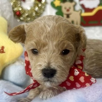 ビションプー(ビションフリーゼ×トイプードル)【茨城県・男の子・2025年10月18日・アプリコット】の写真「小さめサイズ予想のビションプーの男の子🧸🩵」