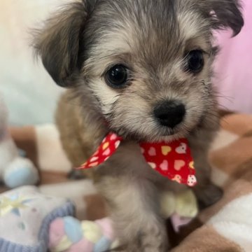チワマル(マルチーズ×チワワ)【茨城県・女の子・2025年3月9日・フォーン】の写真「とても綺麗なカラーのチワマルちゃん🧸💕✨」