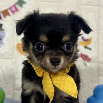 チワワ(ロング)【茨城県・男の子・2025年9月18日・ブラック&タン】の写真「イケメンブラック＆タンの男の子🧸🫧🩵」